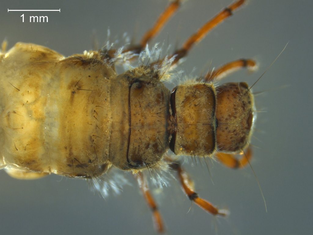 Limnephilus extricatus